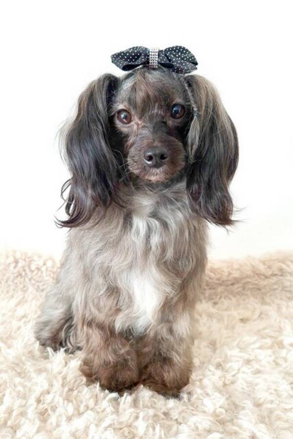 Hund - Papipoo, Tezzie