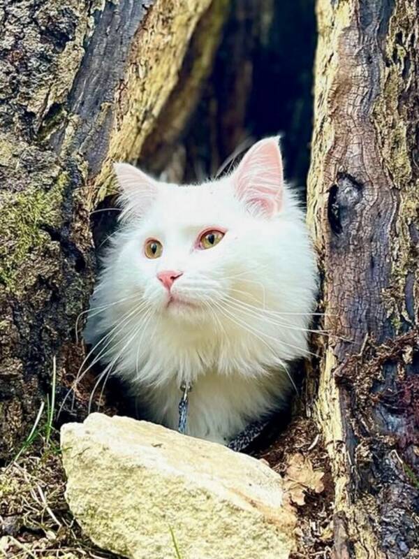 Katt - Blandras, Maine Coon och Ragdoll