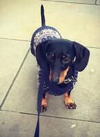 Taxen Dino Taxen Dino