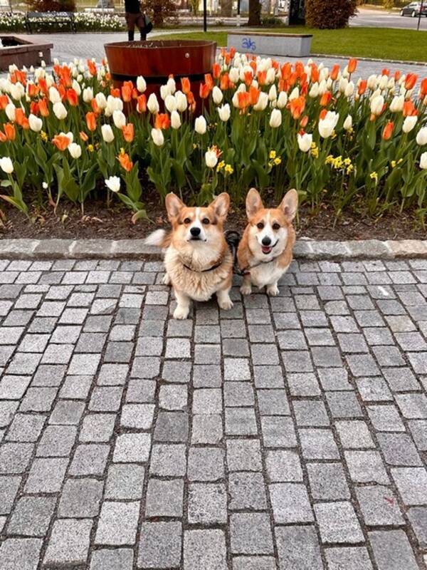 Hund - Corgiene Todd og Trixi