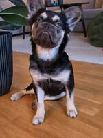 Larry den långhåriga fransk bulldogen 