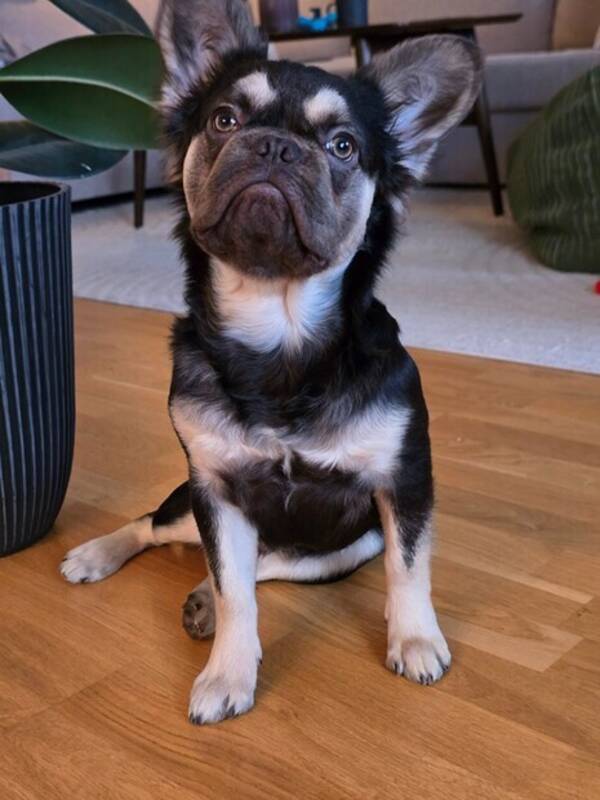 Hund - Larry den långhåriga fransk bulldogen 