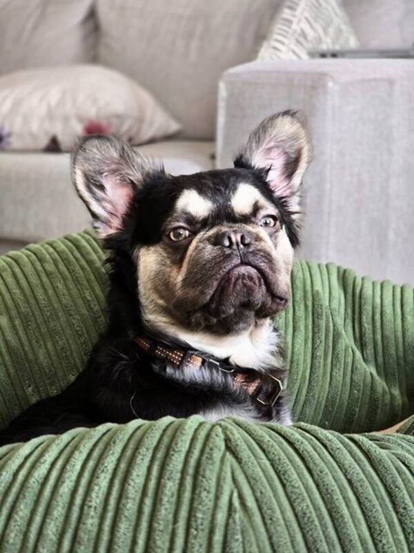 Hund - Larry den långhåriga fransk bulldogen 