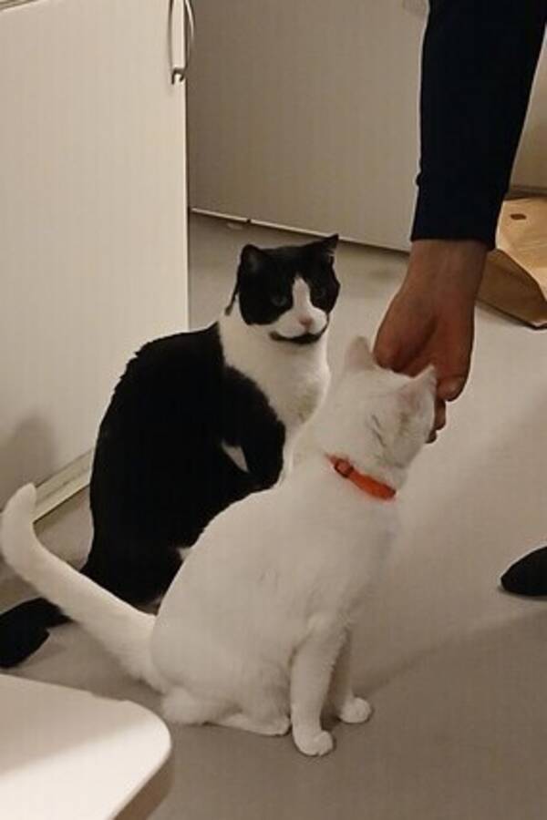 Katt - Rasmus och zelma