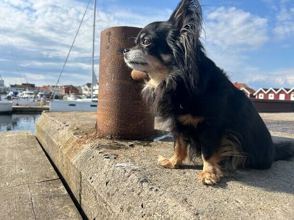 Hund - Chihuahuan Lova