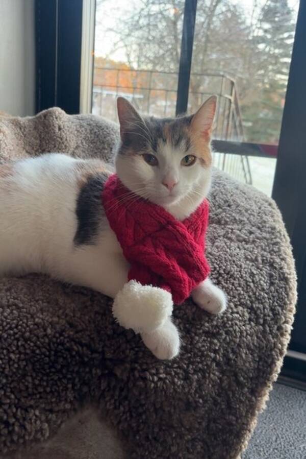 Katt - Embla med Katten Mimmi