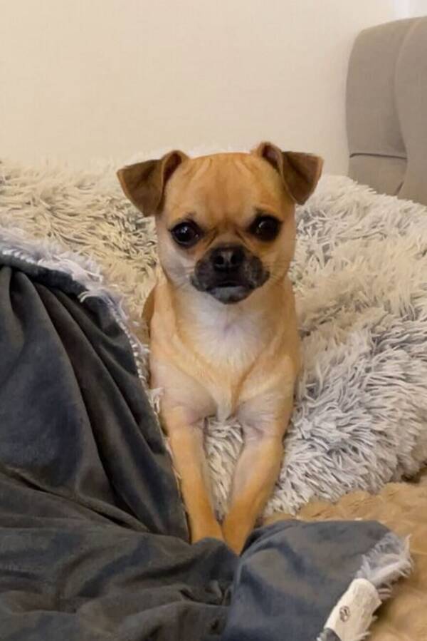 Hund - Chihuahua/mops