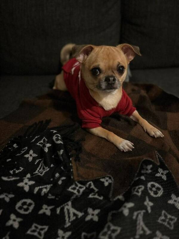 Hund - Chihuahua/mops