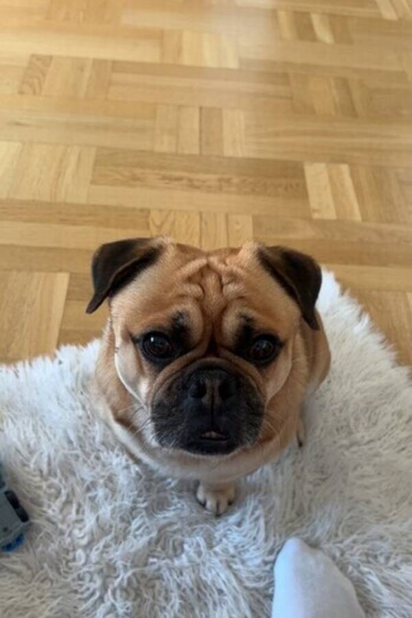 Hund - Mops