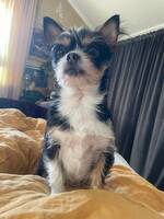 Chihuahua och Yorkie mix