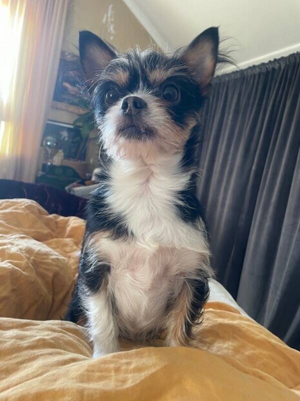 Hund - Chihuahua och Yorkie mix