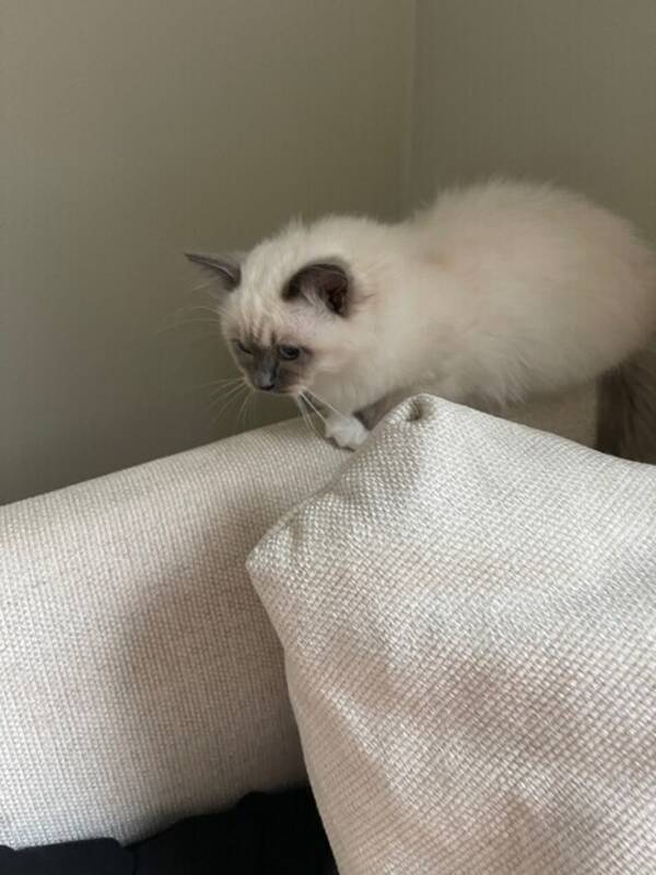 Katt - Katten Soccan 