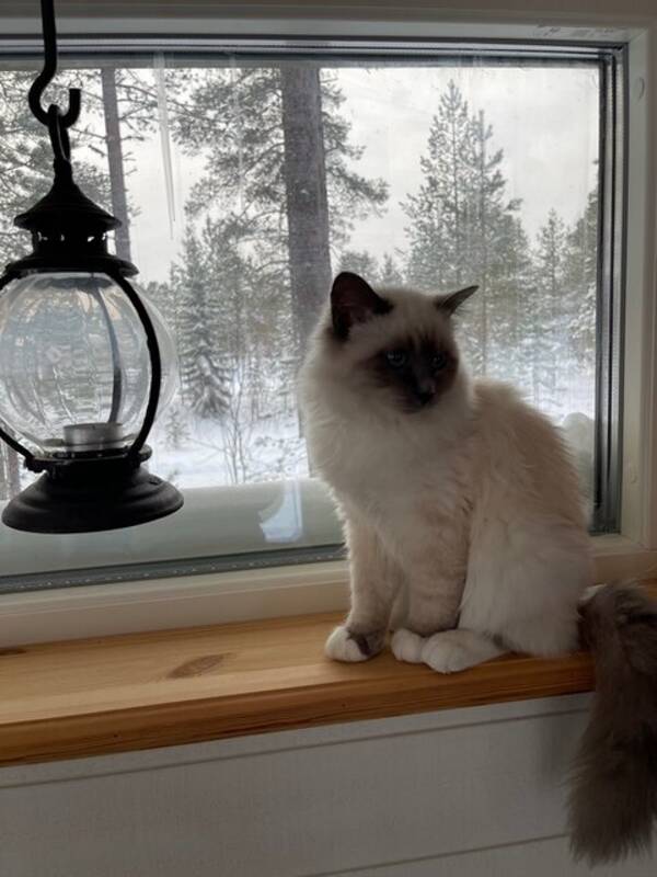 Katt - Katten Soccan 