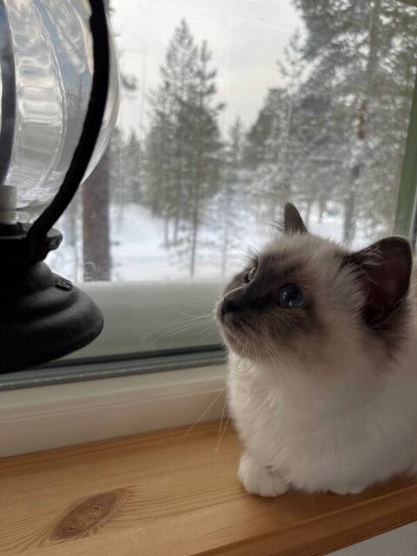 Katt - Katten Soccan 