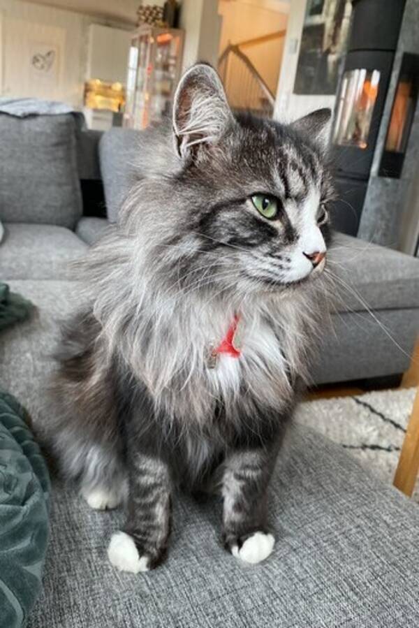 Katt - Pelle är en blandras och  familjär o mys