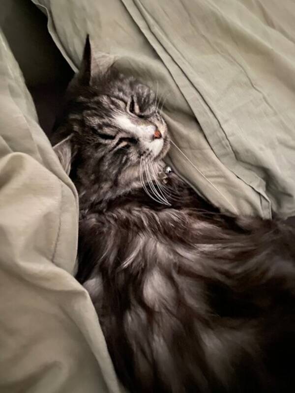 Katt - Pelle är en blandras och  familjär o mys