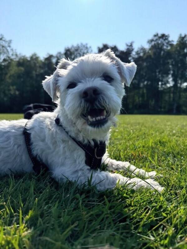 Hund - Maltesern Sheldon