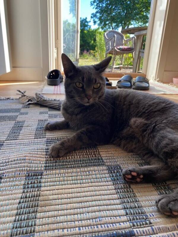 Katt - Katten Smilla