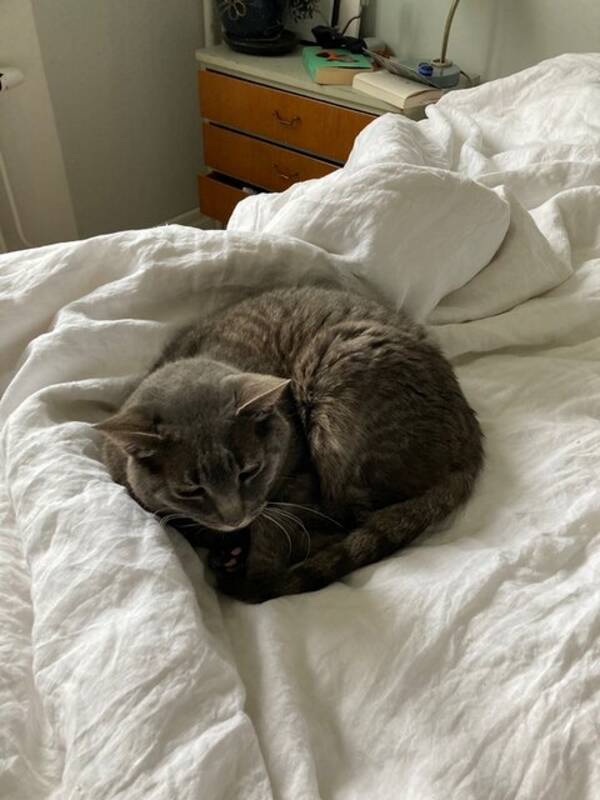 Katt - Katten Smilla