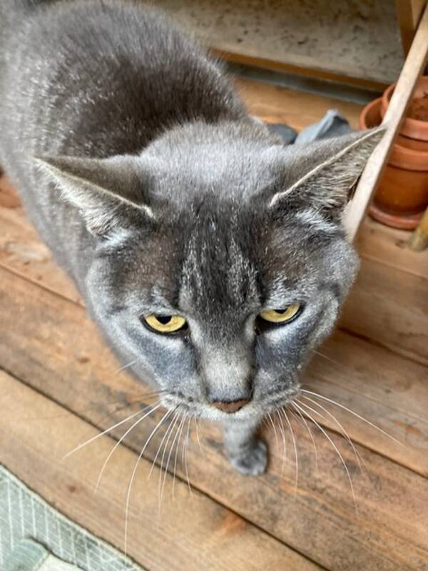 Katt - Katten Smilla