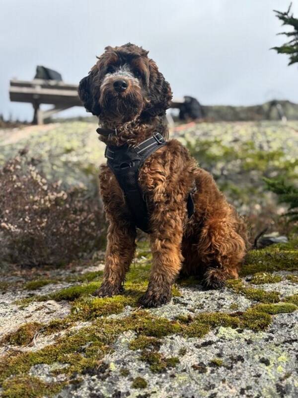 Hund - Cockapoo Bobby