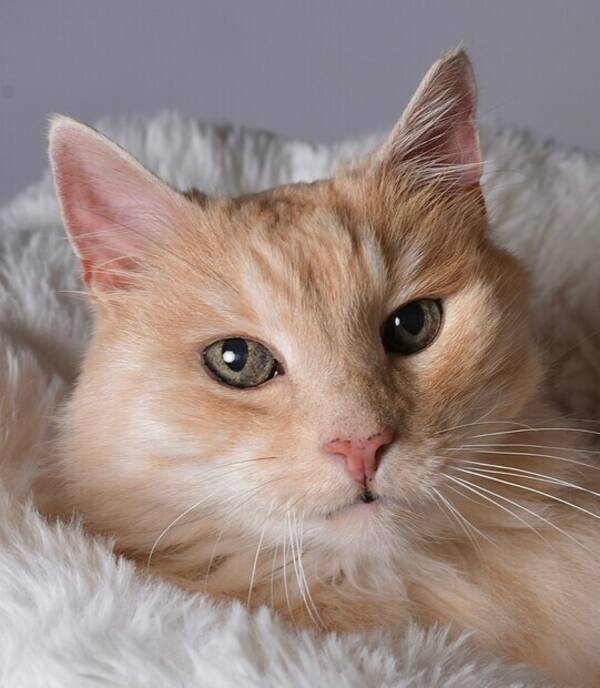 Katt - Katten Lillen