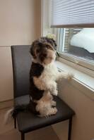 Bichon Havanese og yorkie terrier 