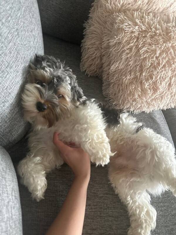 Hund - Bichon Havanese og yorkie terrier 