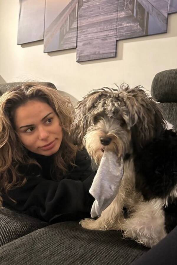 Hund - Bichon Havanese og yorkie terrier 