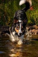 border-collie Melker