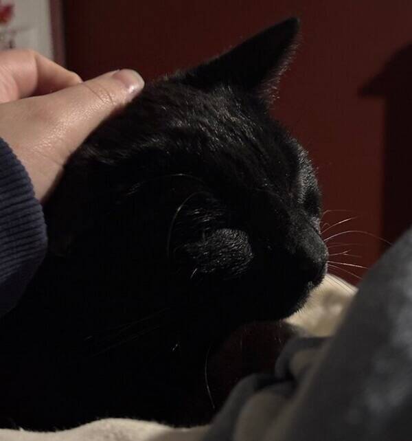 Katt - Blanca Melody