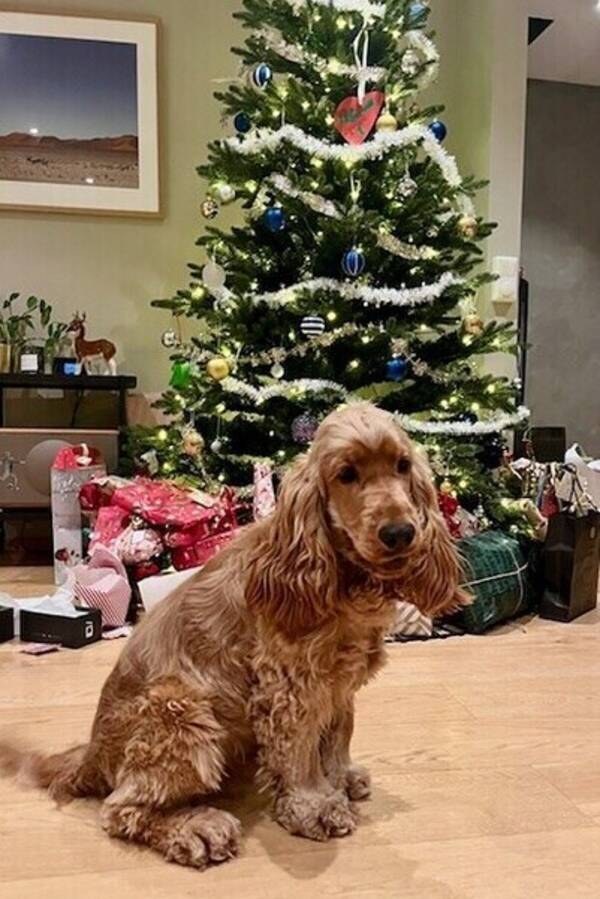 Hund - Engelsk Cocker Spaniel 3