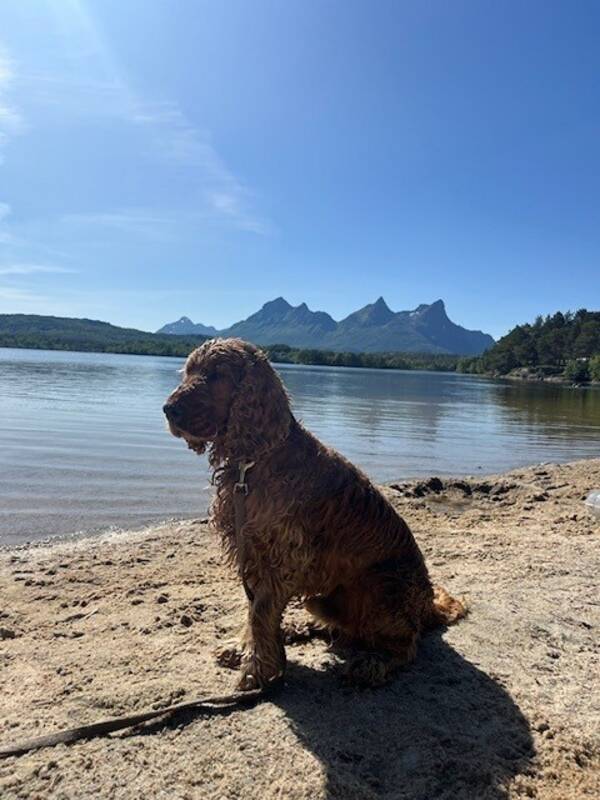 Hund - Engelsk Cocker Spaniel 3