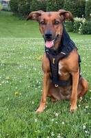 New Zealand huntaway