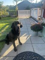 Golden labrador Nora