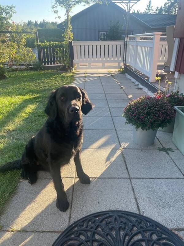 Hund - Golden labrador Nora