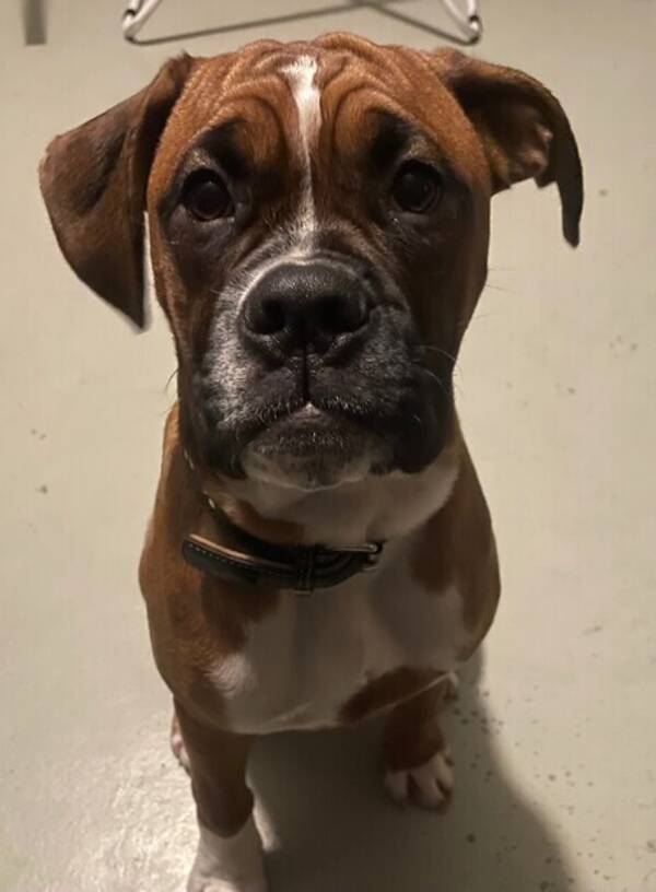 Hund - Boxer blandis