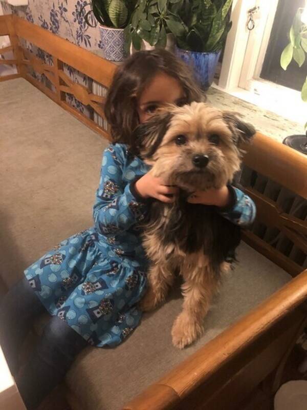 Hund - Liten blandras