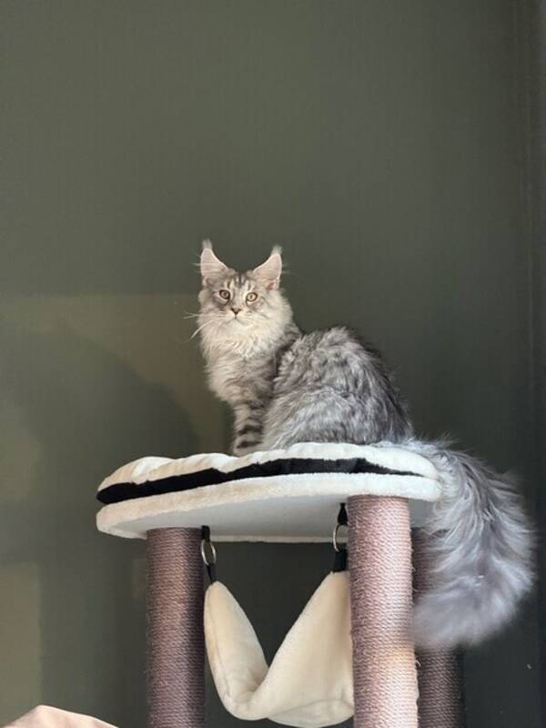 Katt - Maine Coon