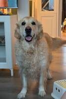 Golden retriever Elsa