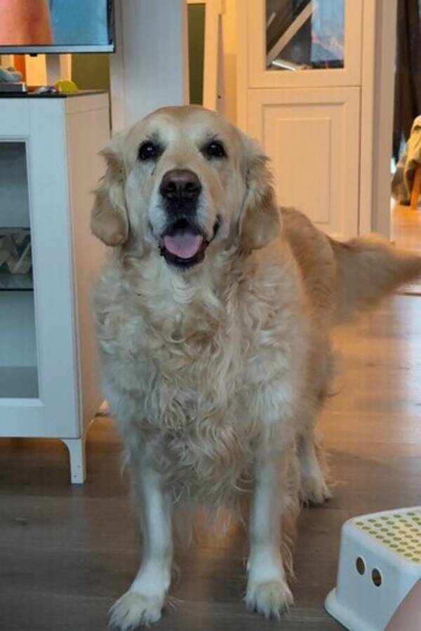 Hund - Golden retriever Elsa