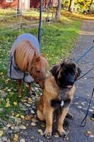 Leonberger Maxxi
