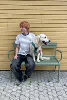 Golden retriever Lumi