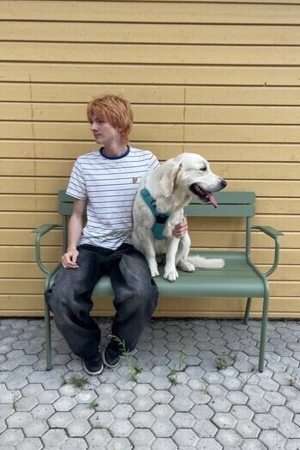 Hund - Golden retriever Lumi