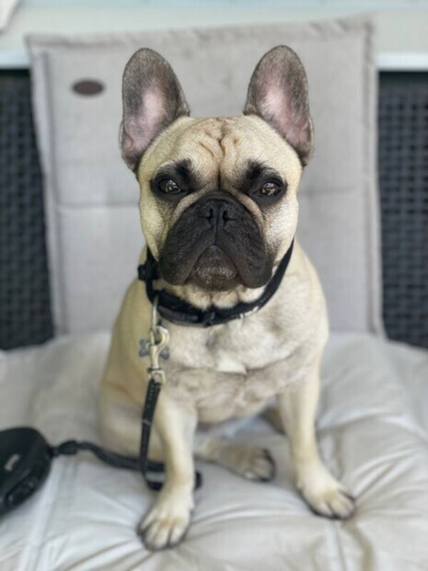 Hund - Franska bulldogen  Zelda 