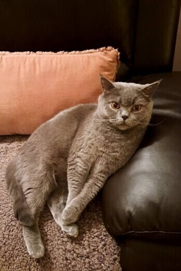 Katt - Artur theroyalcat 