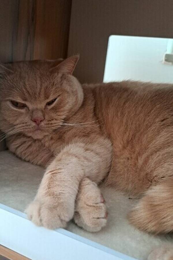 Katt - Alan theroyalcat 