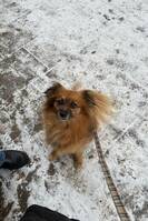 Blandras Mittelspitz/Tibetansk spanieö