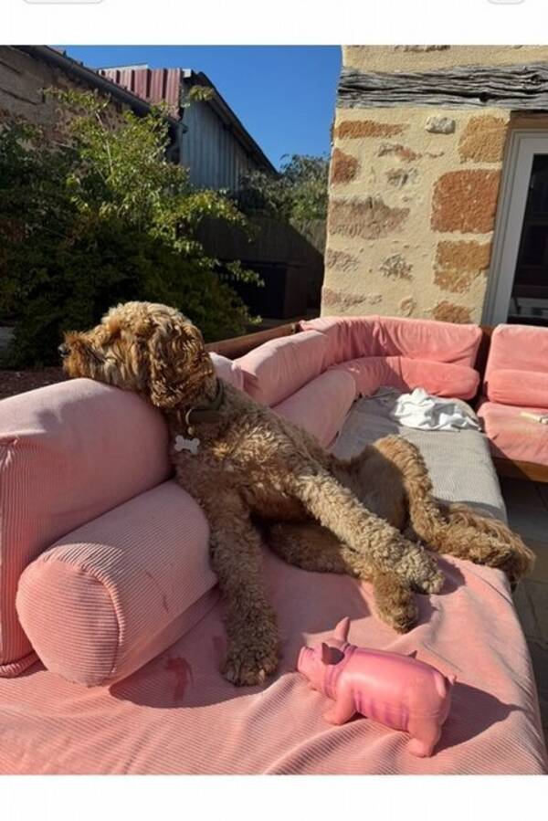 Hund - Labradoodle Winnie