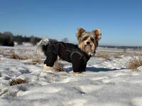 Biewer terrier,  Boris